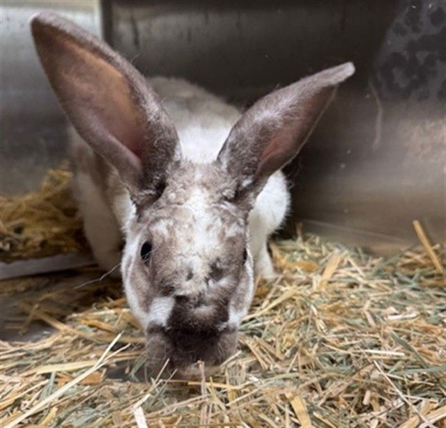 adoptable Rabbit in Anchorage, AK named RICK