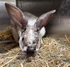 adoptable Rabbit in , AK named RICK