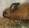 adoptable Rabbit in , AK named HERSCHEL