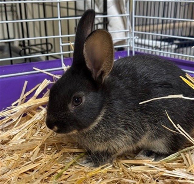 adoptable Rabbit in Anchorage, AK named LIZ