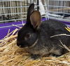 adoptable Rabbit in , AK named LIZ