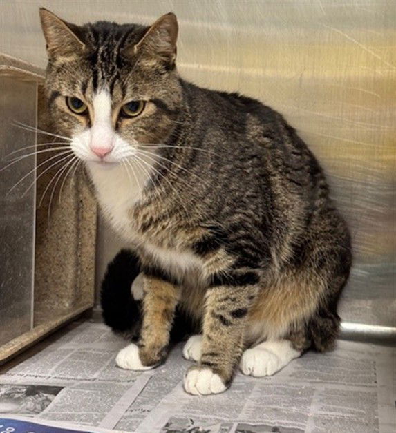 adoptable Cat in Anchorage, AK named SKYLIGHT