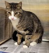 adoptable Cat in , AK named SKYLIGHT