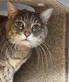adoptable Cat in , AK named GEORGINA