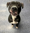 adoptable Dog in Anchorage, AK named BISCUIT