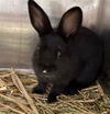 adoptable Rabbit in , AK named SOPHIE