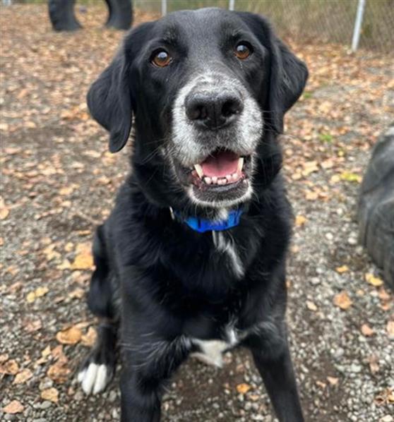 adoptable Dog in Anchorage, AK named ANDY