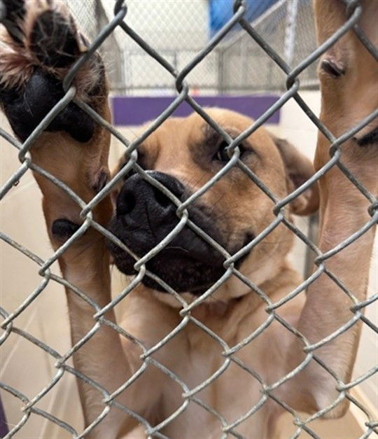 adoptable Dog in Anchorage, AK named GOOSE