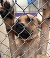 adoptable Dog in , AK named GOOSE