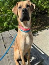 adoptable Dog in Anchorage, AK named GOOSE