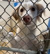 adoptable Dog in , AK named SEGER