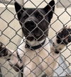 adoptable Dog in  named CATO