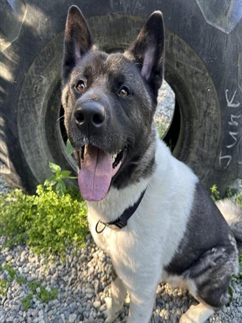 adoptable Dog in Anchorage, AK named CATO