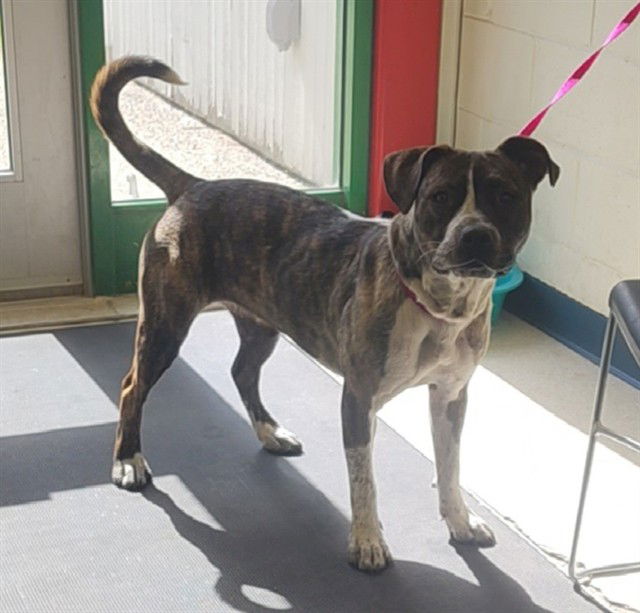 adoptable Dog in Anchorage, AK named LADY