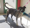 adoptable Dog in , AK named LADY