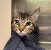adoptable Cat in , AK named RAMEN