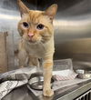 adoptable Cat in , AK named MEIDAS