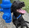 adoptable Dog in  named HENRY