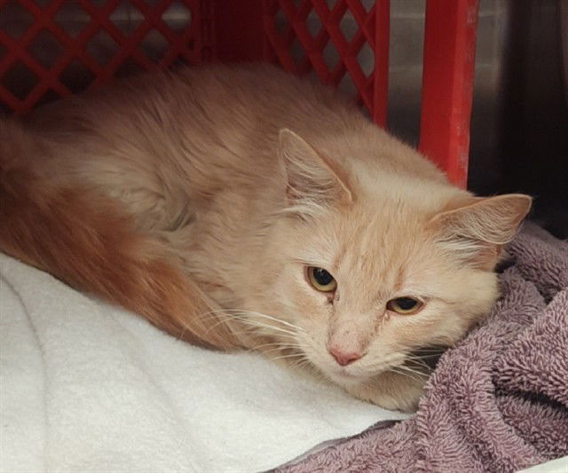 adoptable Cat in Anchorage, AK named BAM BAM
