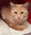 adoptable Cat in Anchorage, AK named BAM BAM