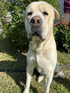 adoptable Dog in , AK named MR LUNT