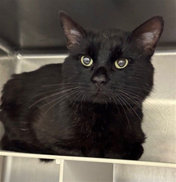 adoptable Cat in Anchorage, AK named NEWT