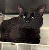 adoptable Cat in , AK named NEWT