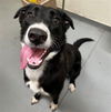 adoptable Dog in Anchorage, AK named FIN