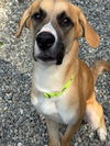 adoptable Dog in  named SAM