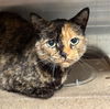 adoptable Cat in , AK named MINA
