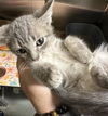 adoptable Cat in , AK named HUEY