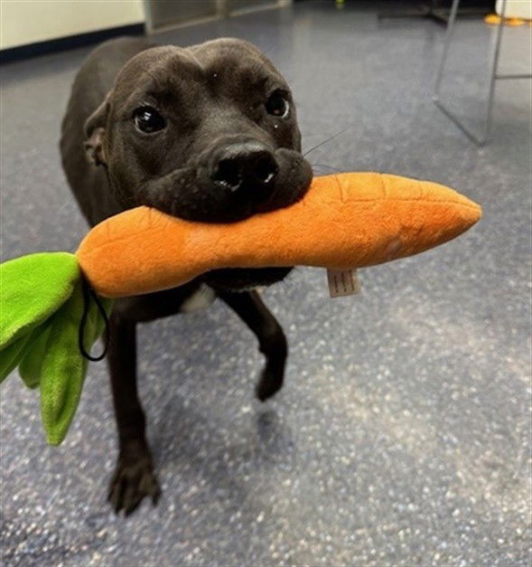 adoptable Dog in Anchorage, AK named BONBON