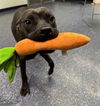 adoptable Dog in  named BONBON