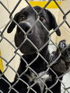 adoptable Dog in , AK named ROMEO