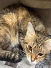 adoptable Cat in , AK named VERNA