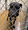 adoptable Dog in , AK named INKY