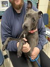 adoptable Dog in , AK named INKY