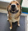 adoptable Dog in , AK named WILLOW