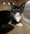 adoptable Cat in  named MITTENS
