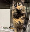 adoptable Cat in  named PRINCESS P