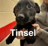 adoptable Dog in  named PEARL