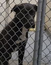 adoptable Dog in  named YOGI