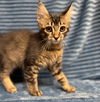 adoptable Cat in  named TAKU
