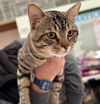 adoptable Cat in  named ANGUS