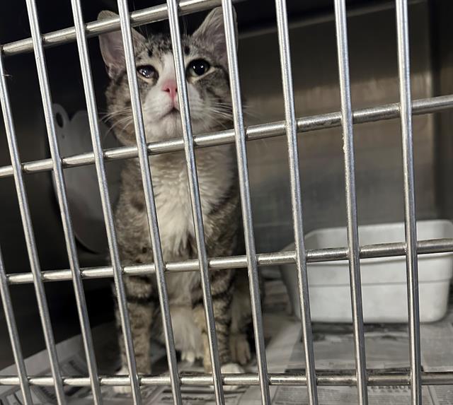 adoptable Cat in Anchorage, AK named ROOSTER