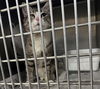 adoptable Cat in  named ROOSTER