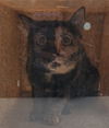 adoptable Cat in  named SAMOANA