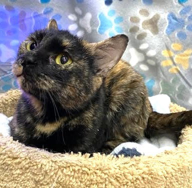 ERIN - Domestic Short Hair for adoption in Anchorage