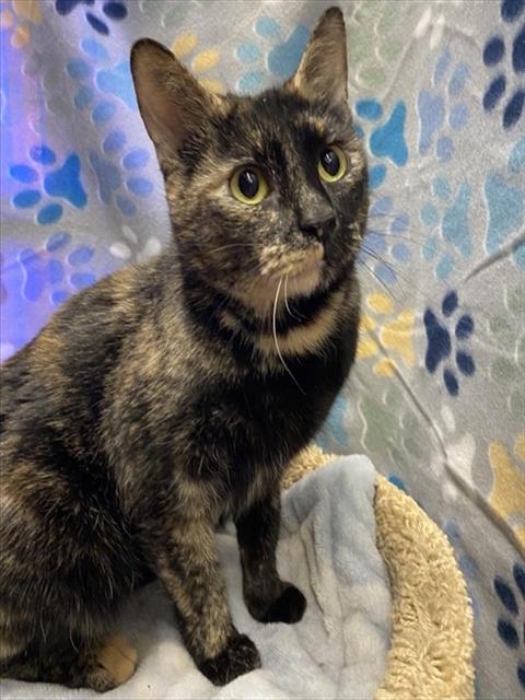 picture of the cat needing adoption