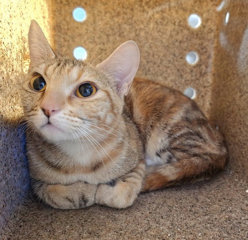 JUNI - Domestic Short Hair for adoption in Anchorage